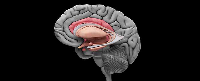 hippocampus brain