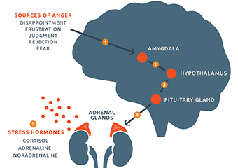 What effect does anger have?